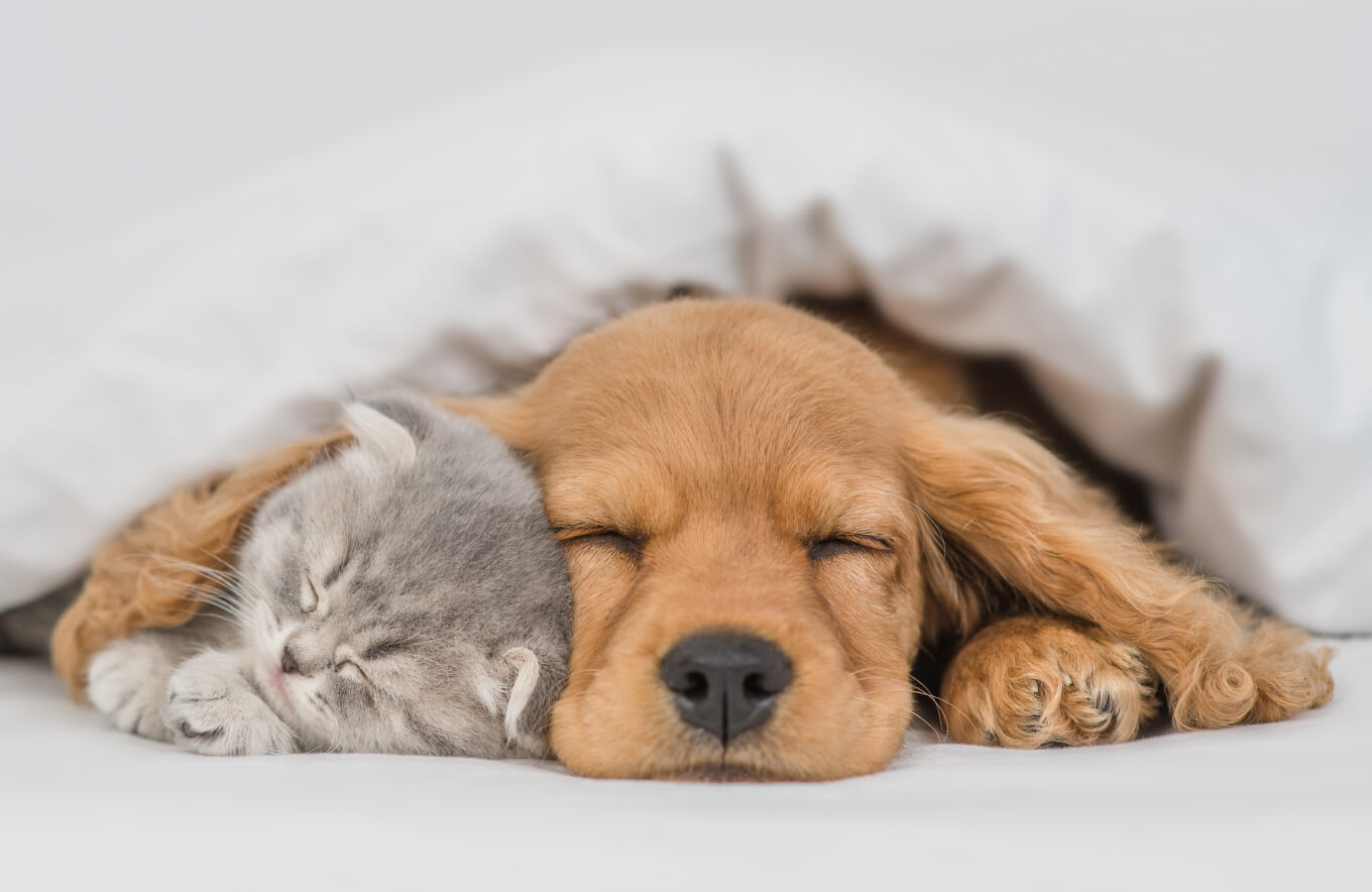愛犬・愛猫を飼っている方必見！
