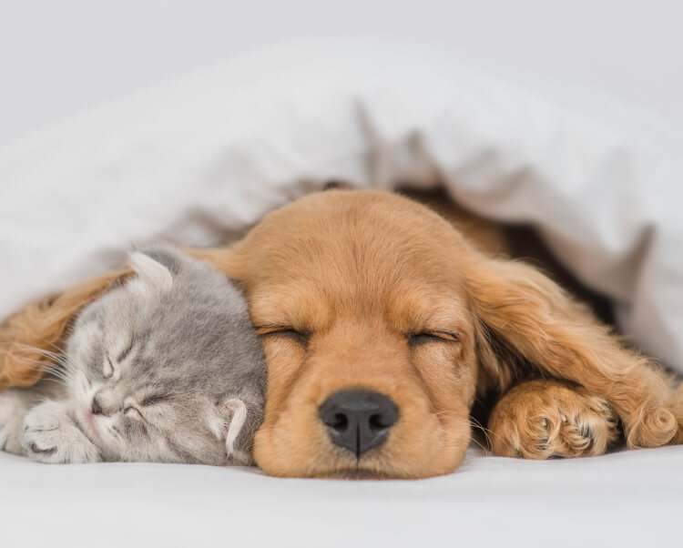 愛犬・愛猫を飼っている方必見！