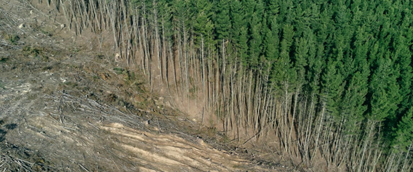 森林破壊、熱帯林の減少